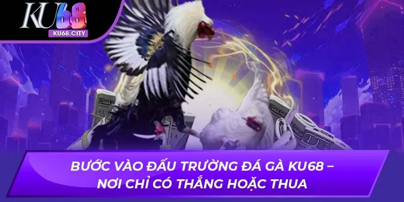 Bước vào đấu trường đá gà Ku68 – Nơi chỉ có thắng hoặc thua